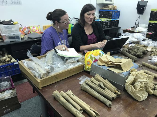 Sabrina Curran and Claire Terhune work on a lab table covered with fossils