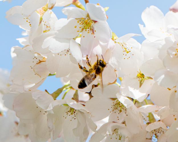 Bee on a cherry blossom