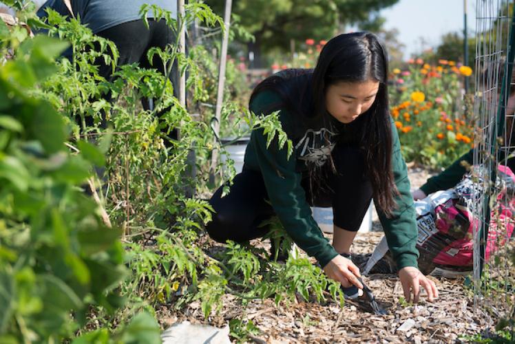 community garden