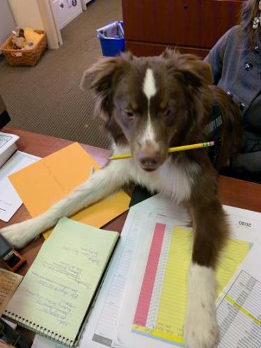 Max Routsong's dog Boat lays on papers with a pen in his mouth