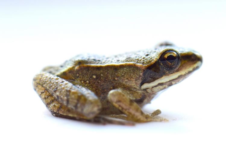 A recently metamorphosed wood frog. Photo by Cassie Thompson.A recently metamorphosed wood frog. Photo by Cassie Thompson.