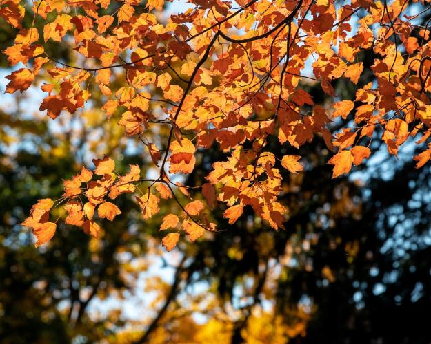 a photo of fall leaves on the Ohio University campus