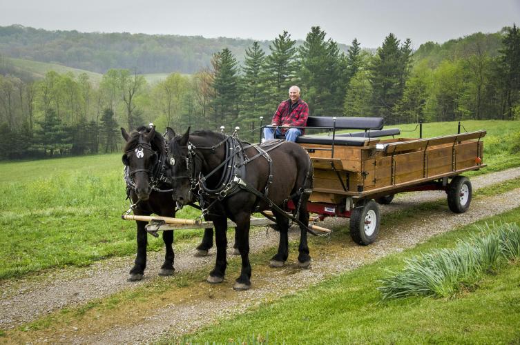 John Hutchison and his beautiful Percheron horses 