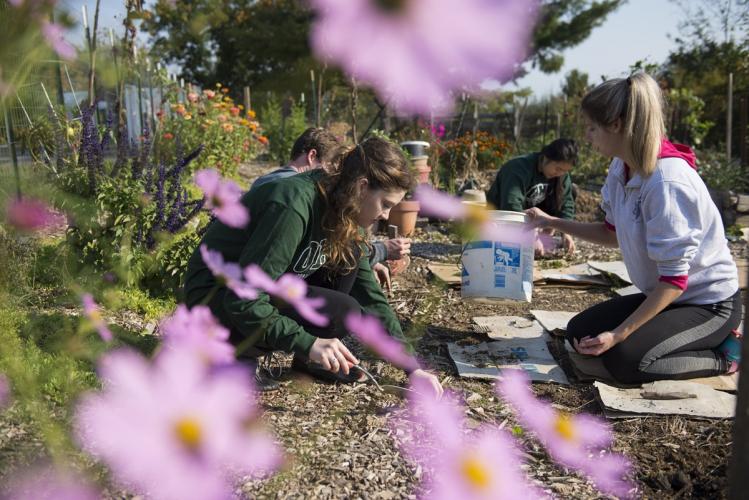 OHIO students work together outside in a garden.
