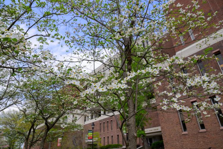 Flowering trees are shown in front of Alden Library on a spring day