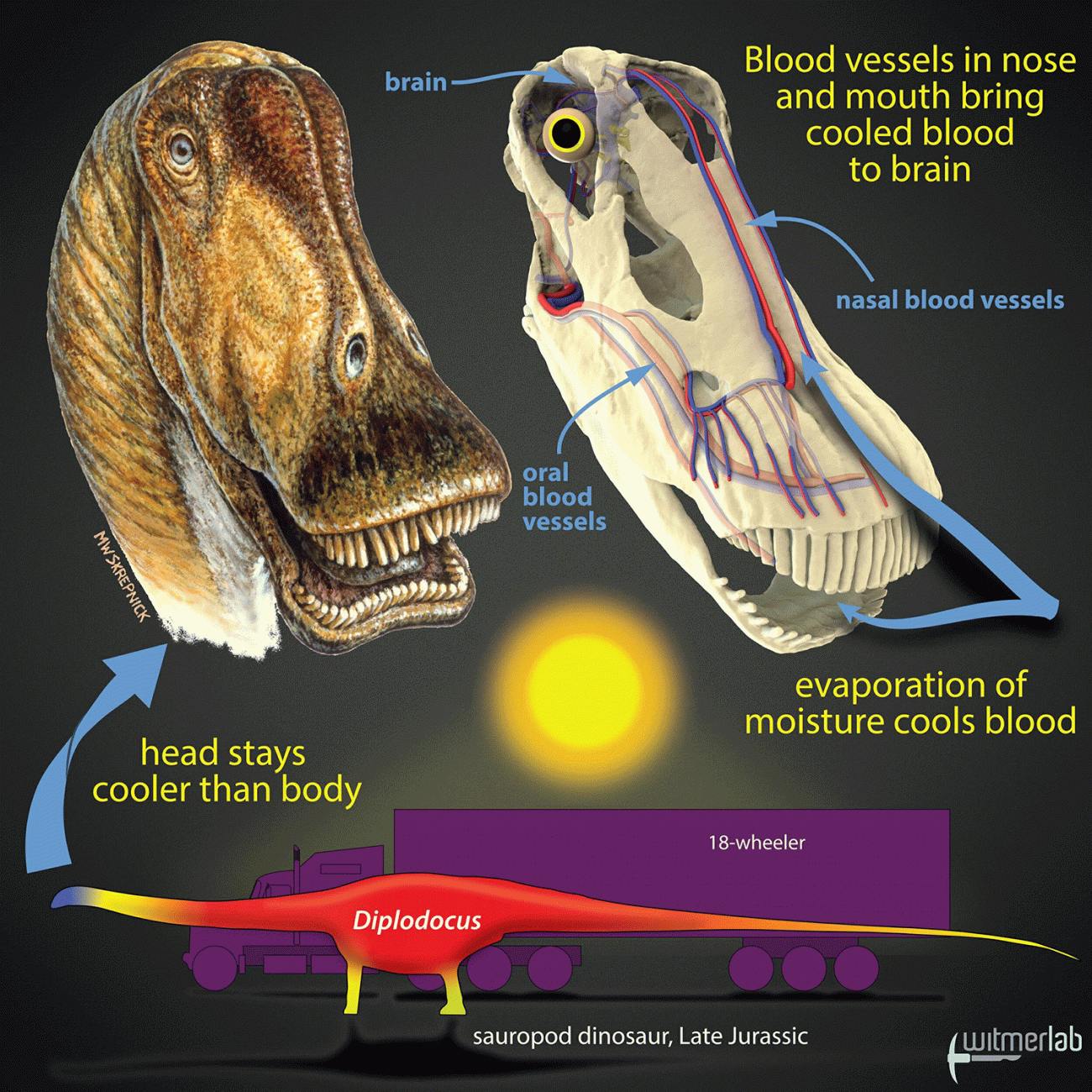 sauropod Diplodocus