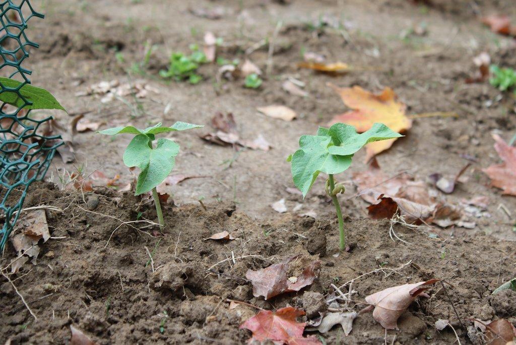 Student social work garden