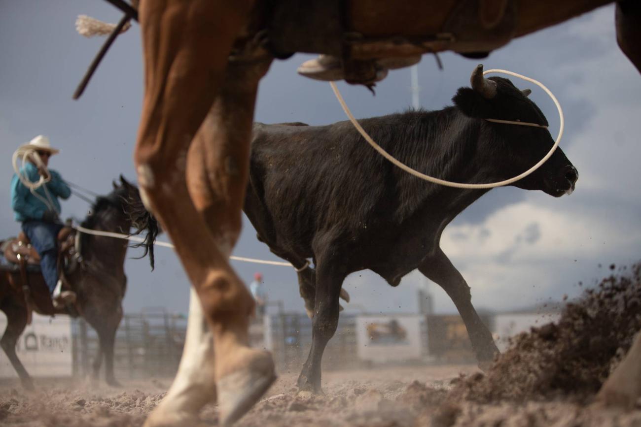 A steer is roped during the Ranch Rodeo, part of the Lincoln County Fair and Rodeo, on Thursday, Aug. 11, 2022, in Panaca, Nevada.