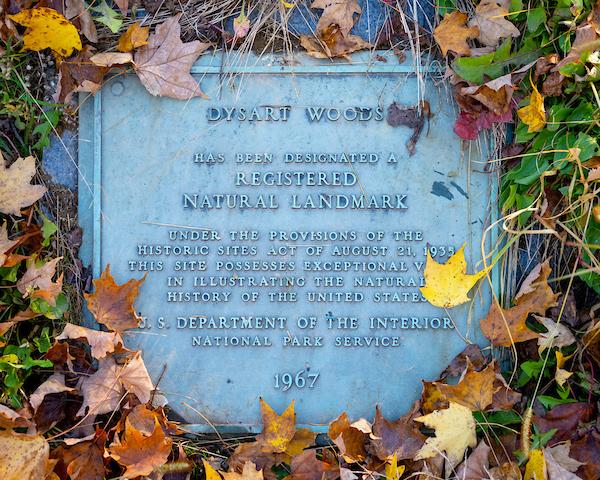Dysart Woods 2