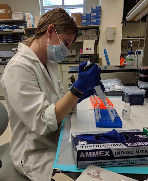 Marissa Dyck preparing samples for DNA extraction.