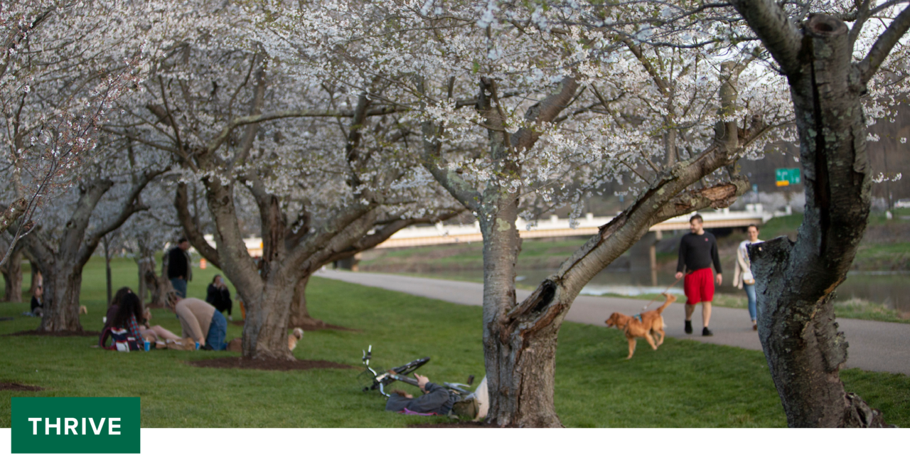 Cherry Blossoms