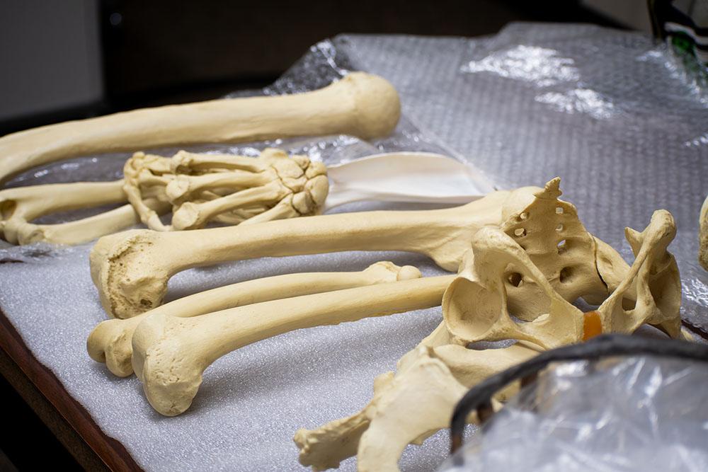 Fossil replicas of human bones are displayed in the Introduction to Biological Anthropology class on Sept. 28, 2023.