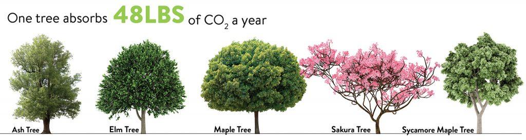 One tree absorbs 48LBS of CO2 a year graphic.