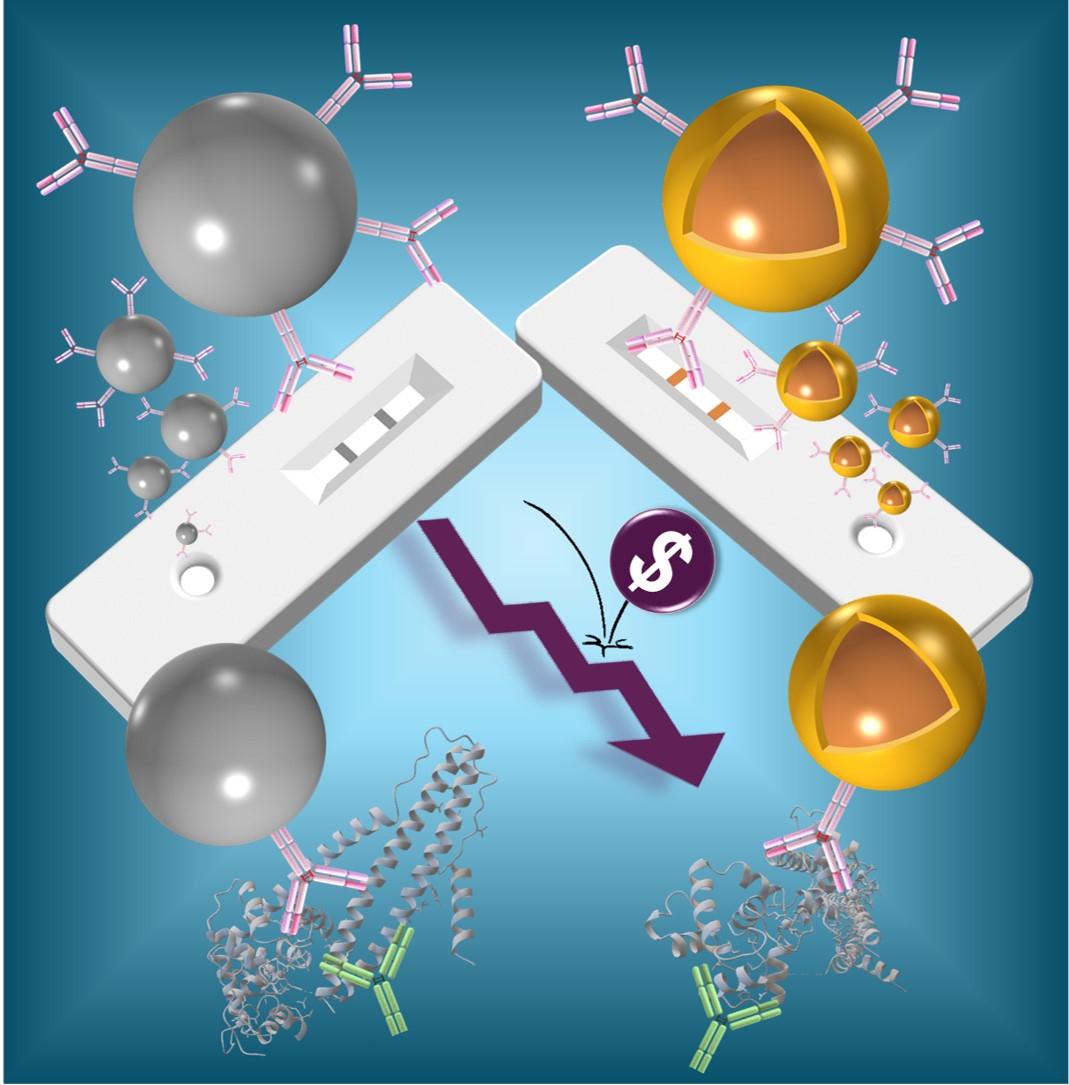 A design of nanoparticles and lateral flow assay tests.