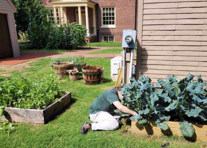 Luvina Cooley working in one of the historical gardens in Delaware.