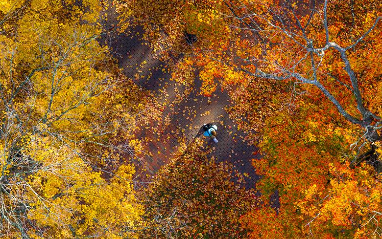A student walks on the bricks of College Green surrounded by fallen leaves.