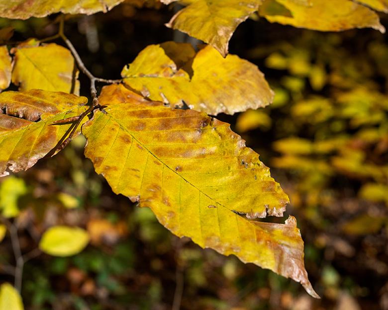 Yellow, dried out leaves cling to a tree branch.