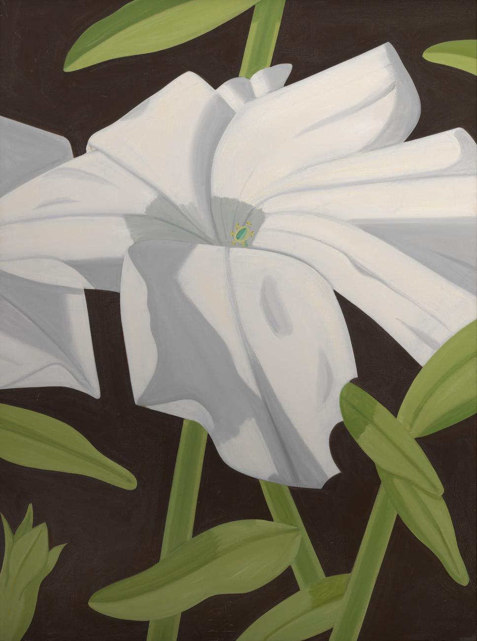 White Petunia