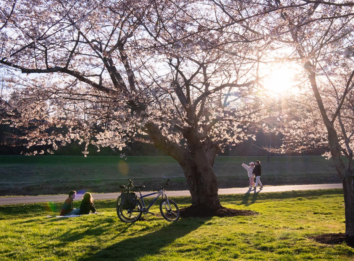 OHIO community members sit under the cherry blossom trees and walk by on the bike path