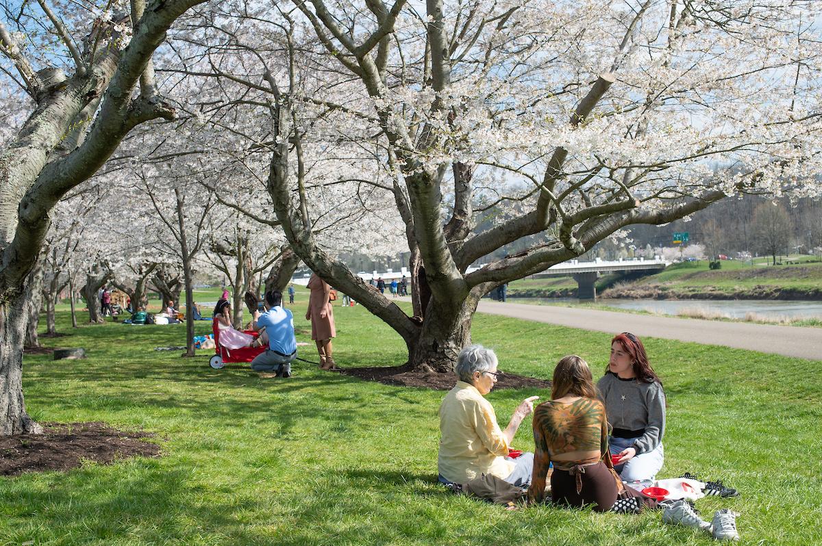 OHIO community members sit in groups under the cherry blossom trees on a spring day