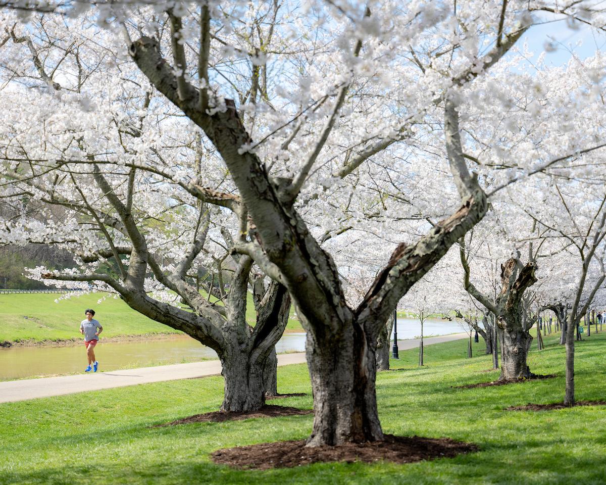 A jogger runs on the bike path near the colorful cherry blossom trees near the Hocking River