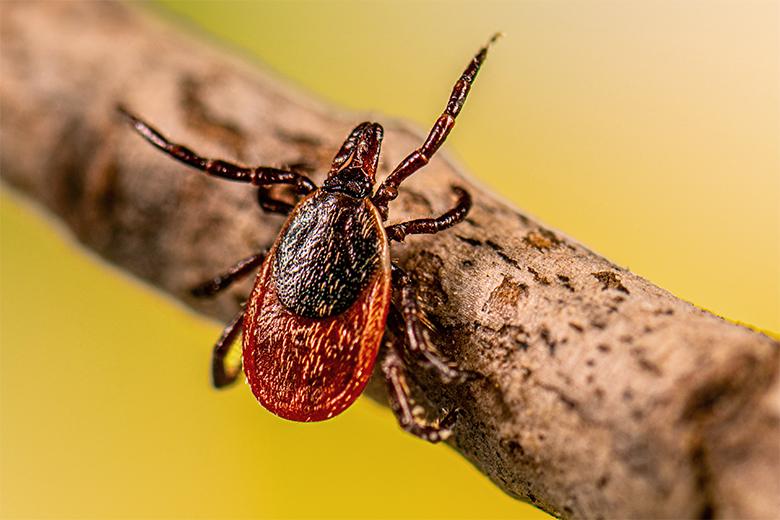 This image depicts an adult female blacklegged tick, Ixodes scapularis, that was questing on a stick.
