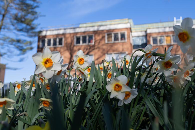 Flowers on campus.