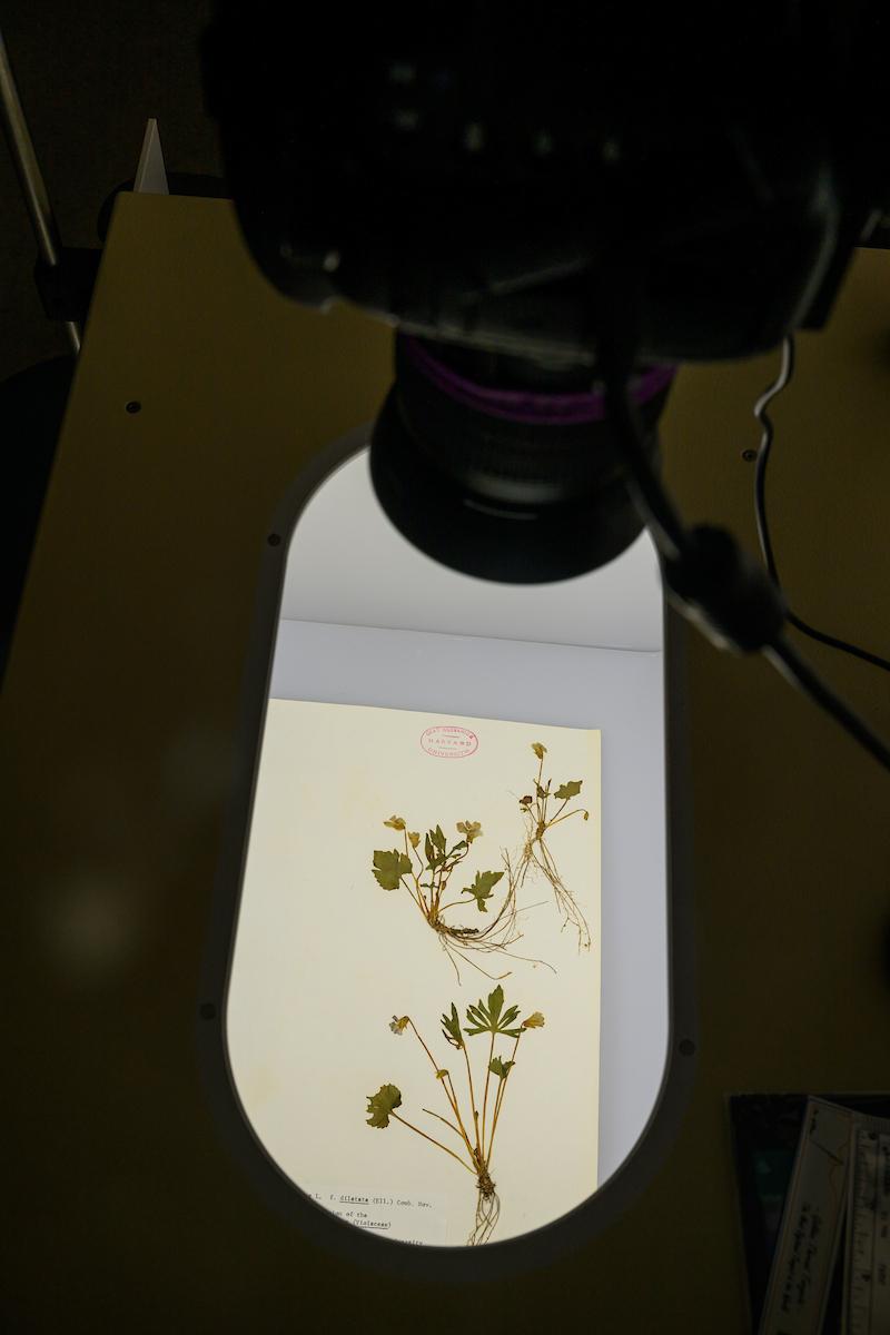 a microscope examining small flowers