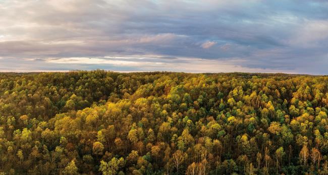 : an aerial view of a heavily wooded area in Southeast Ohio, with leaves in shades of green and yellow under a cloudy, bluish-purple sky