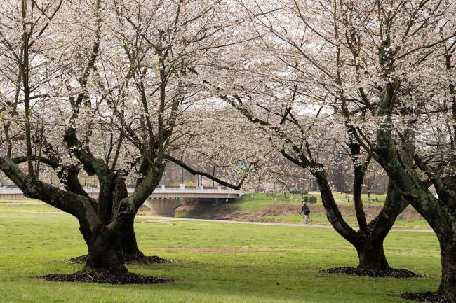 The Cherry Blossom trees in bloom near the Hocking River