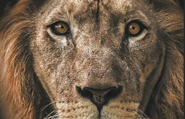 The Lion’s Historian: Africa’s Animal Past” features a close-up of a male lion’s face