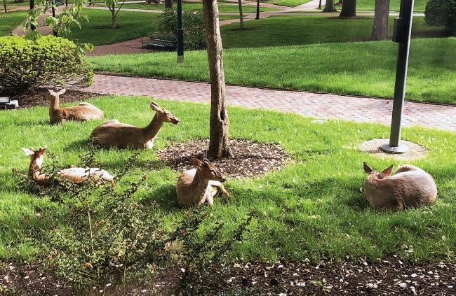 group of deer laying on college green