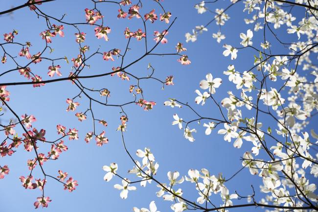 Colorful blooms on trees are shown on a sunny day with blue skies in the background