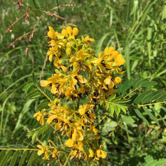 Wild Senna plant