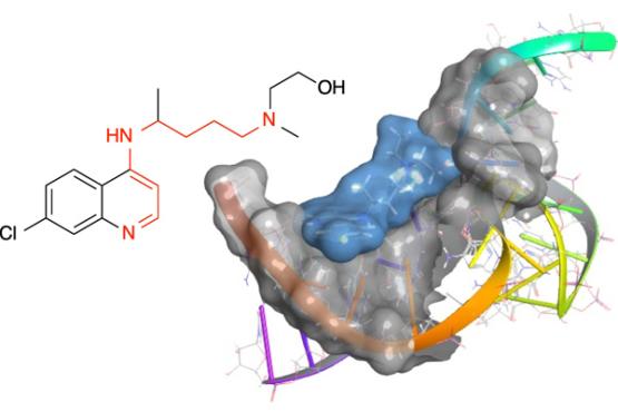  4-Aminoquinolines inhibit the function of the bacterial T-box riboswitch RNA. Illustration by Jennifer Hines