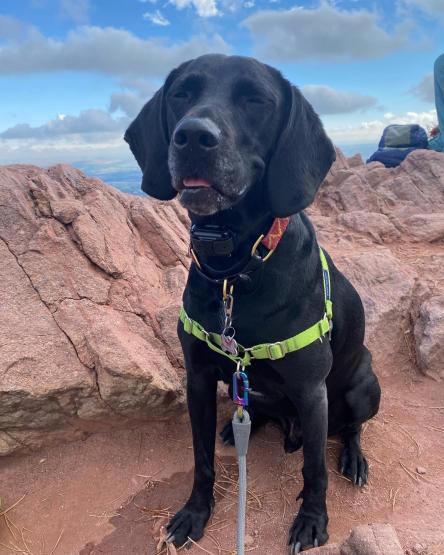 A black lab sits on a desert hill posing for a picture.