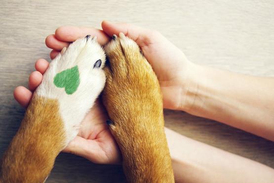  A pair of hands holds a dog&#039;s paws, one of which has a green heart on it 