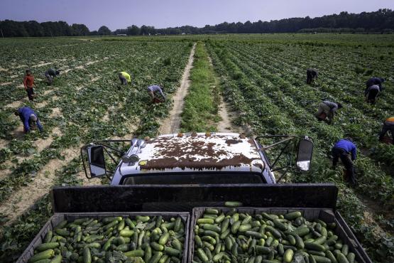 Individuals are shown working in a field, picking crops by hand