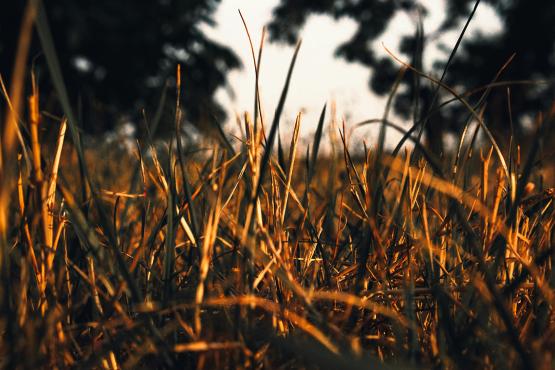  Dried out grass. 