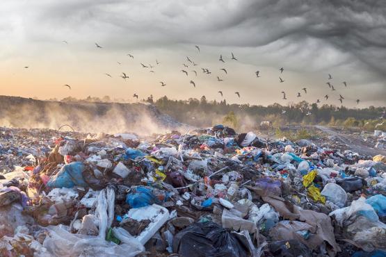  A landfill at sunrise with fog and birds flying overhead and tree-lined hills in the background 