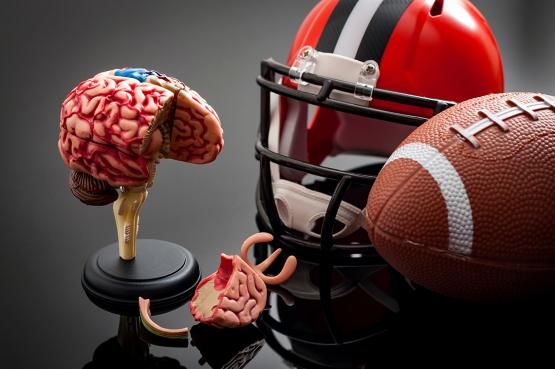  A football helmet, football and model of a brain. 