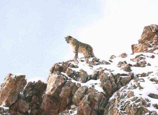  An image of a leopard on rocks from the film &amp;quot;Velvet Queen&amp;#039;&amp;quot; 