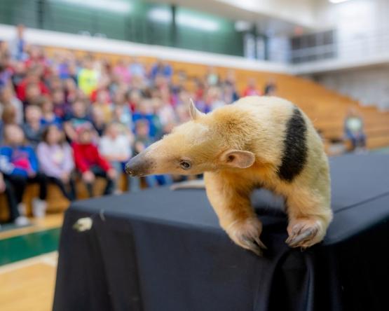 an anteater walks on a table at Ohio University Chillicothe