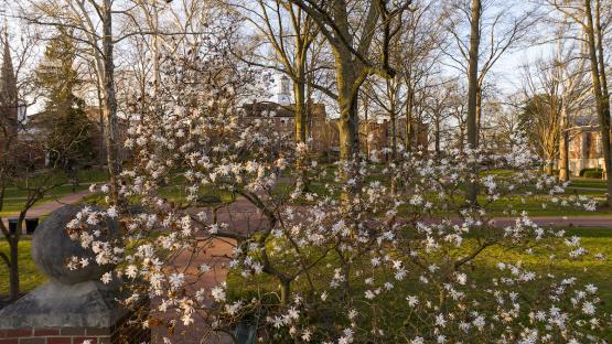Spring blooms on OHIO&#039;s College Green