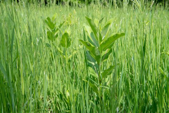 A grassy field with milkweed plants.