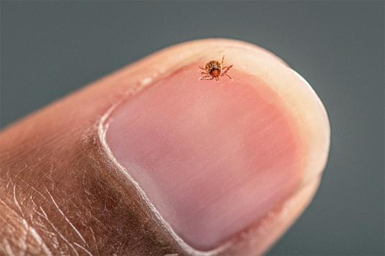 This image depicts a lone star tick, Amblyomma americanum, nymph, that was crawling on a person’s fingernail.