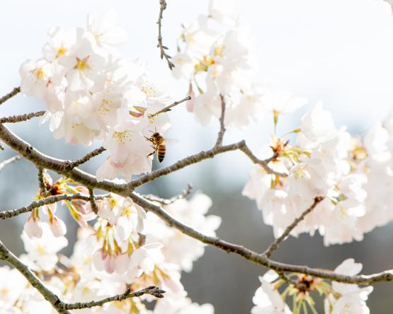 A bee on a cherry blossom tree on OHIO&amp;#039;s campus.