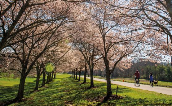 Cherry blossom trees lining the Hocking river