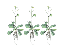 Arabidopsis Thaliana