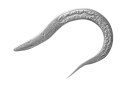 Caenorhabditis Elegans